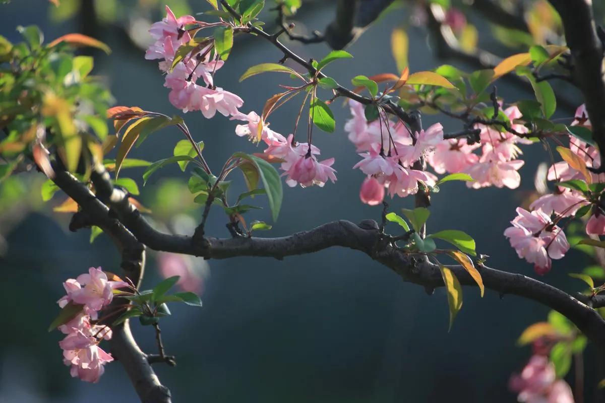 散文随笔遇见春天,散文遇见春天遇见美好