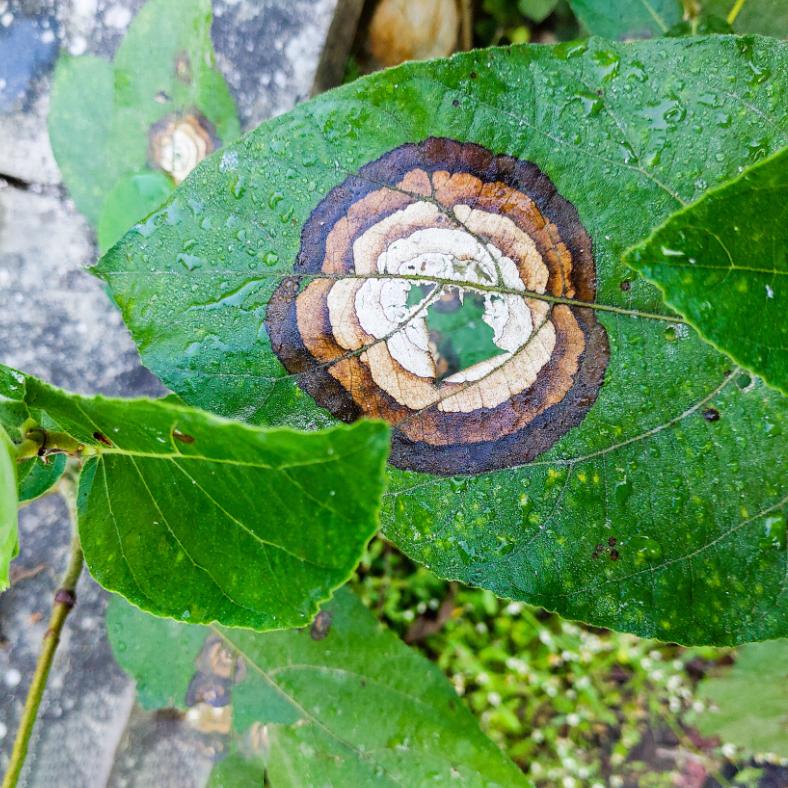 专业无害化处理,纯天然无公害