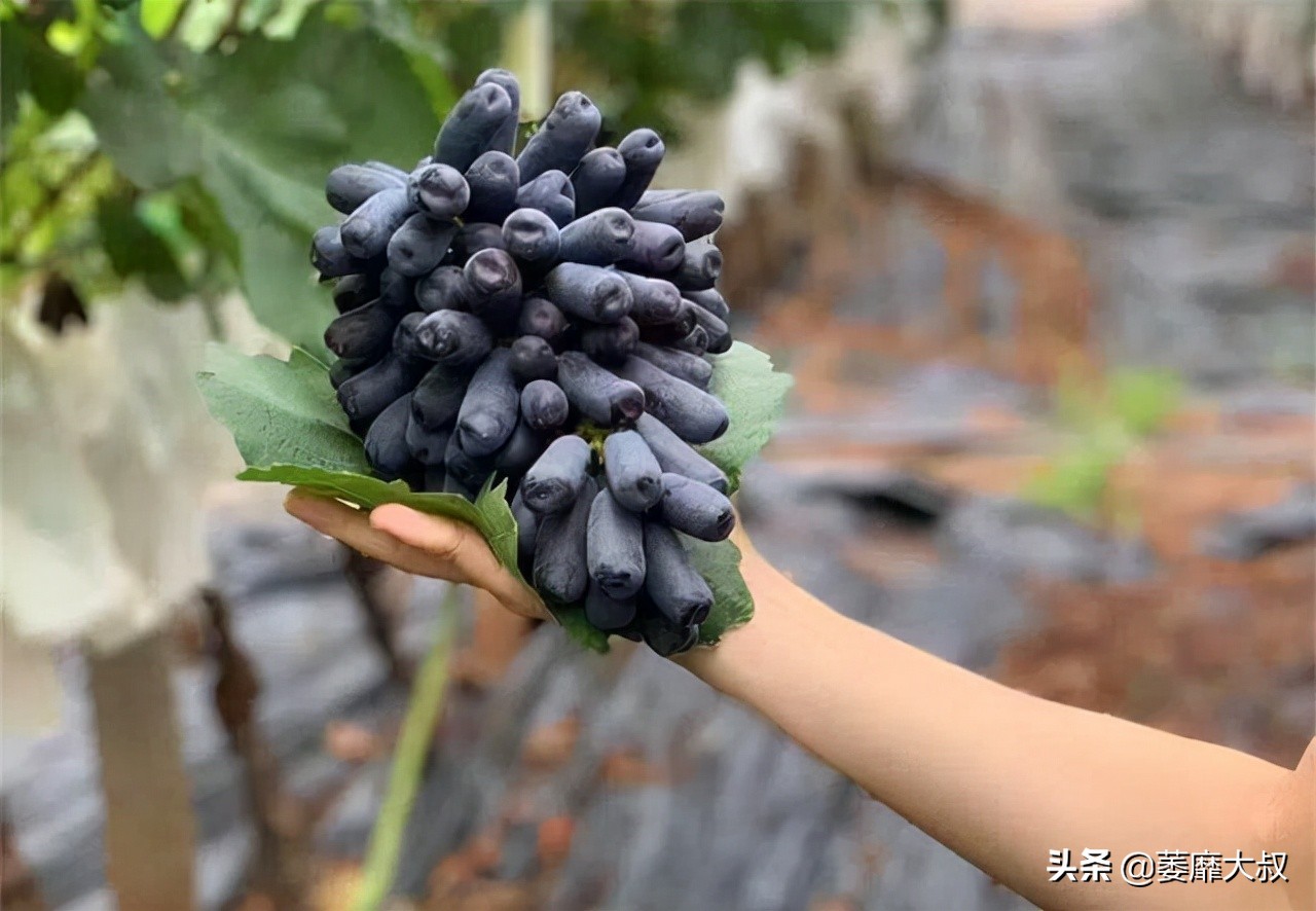 阳台选了它比花还漂亮,适合阳台可以吃的植物