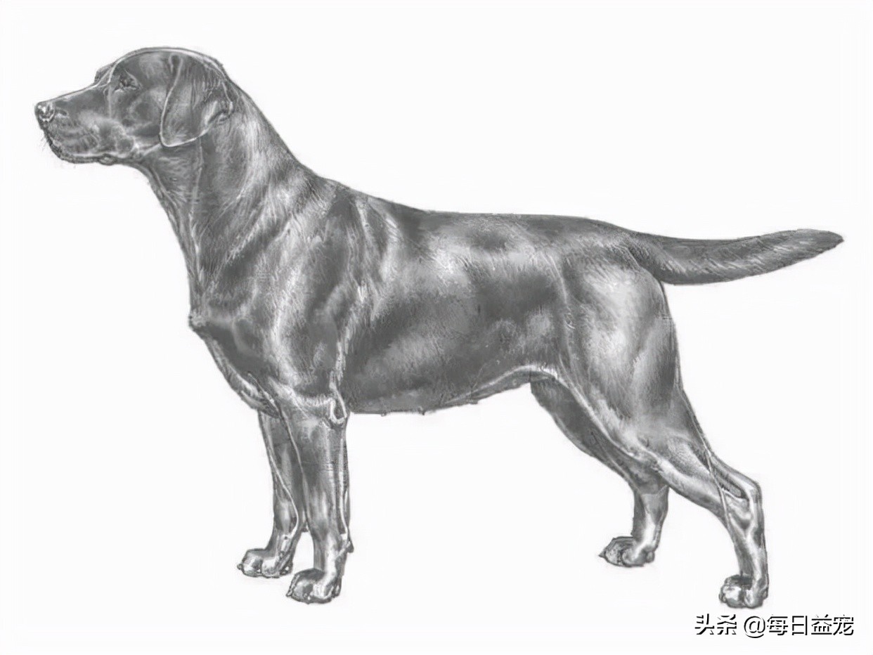 纯种拉布拉多犬特征介绍图解,纯种拉布拉多幼崽特征