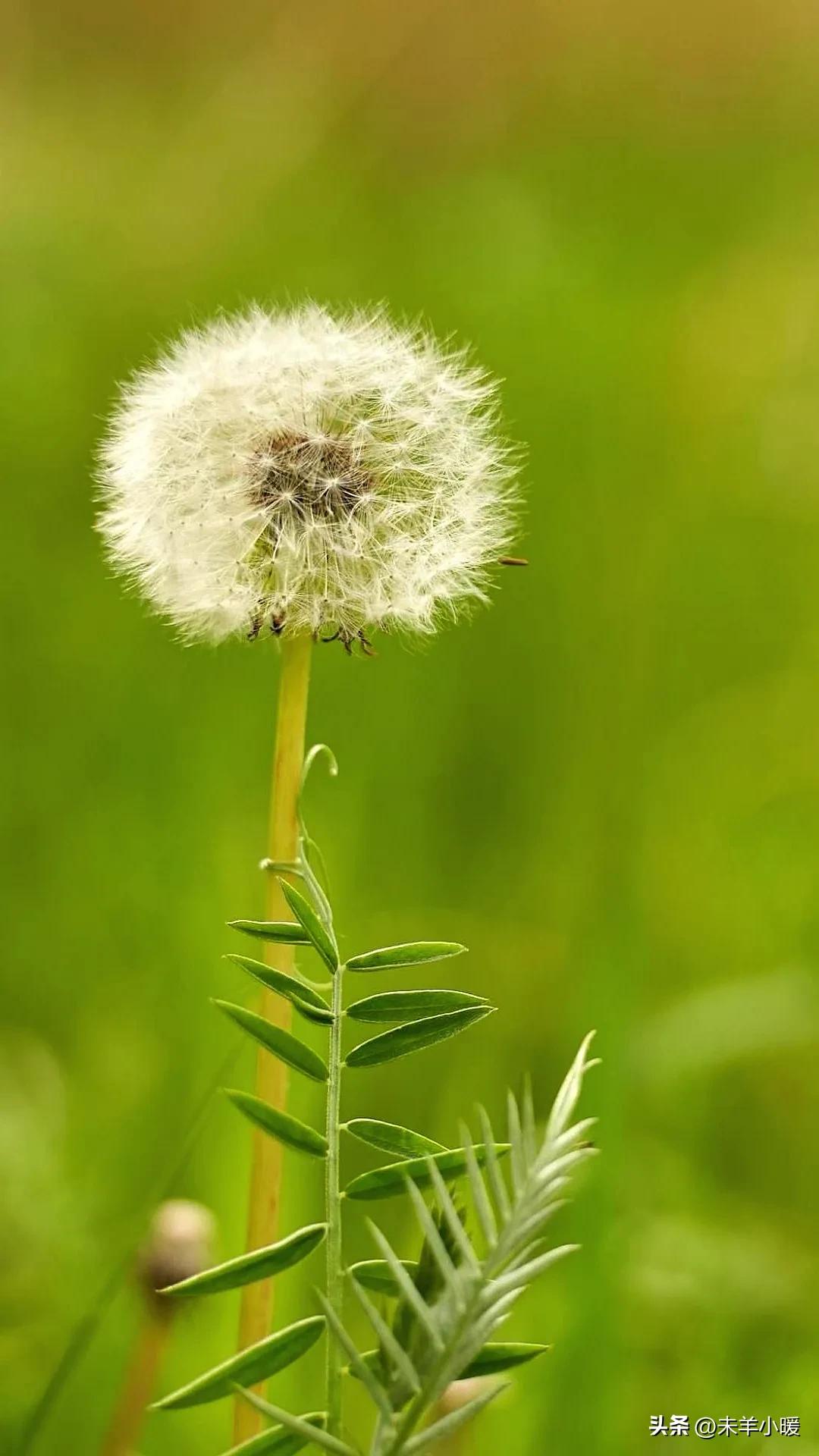 最美的手机壁纸大全,养眼养心的壁纸