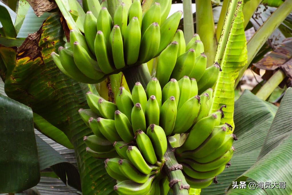 被迫去国外打工,去乌干达带保镖