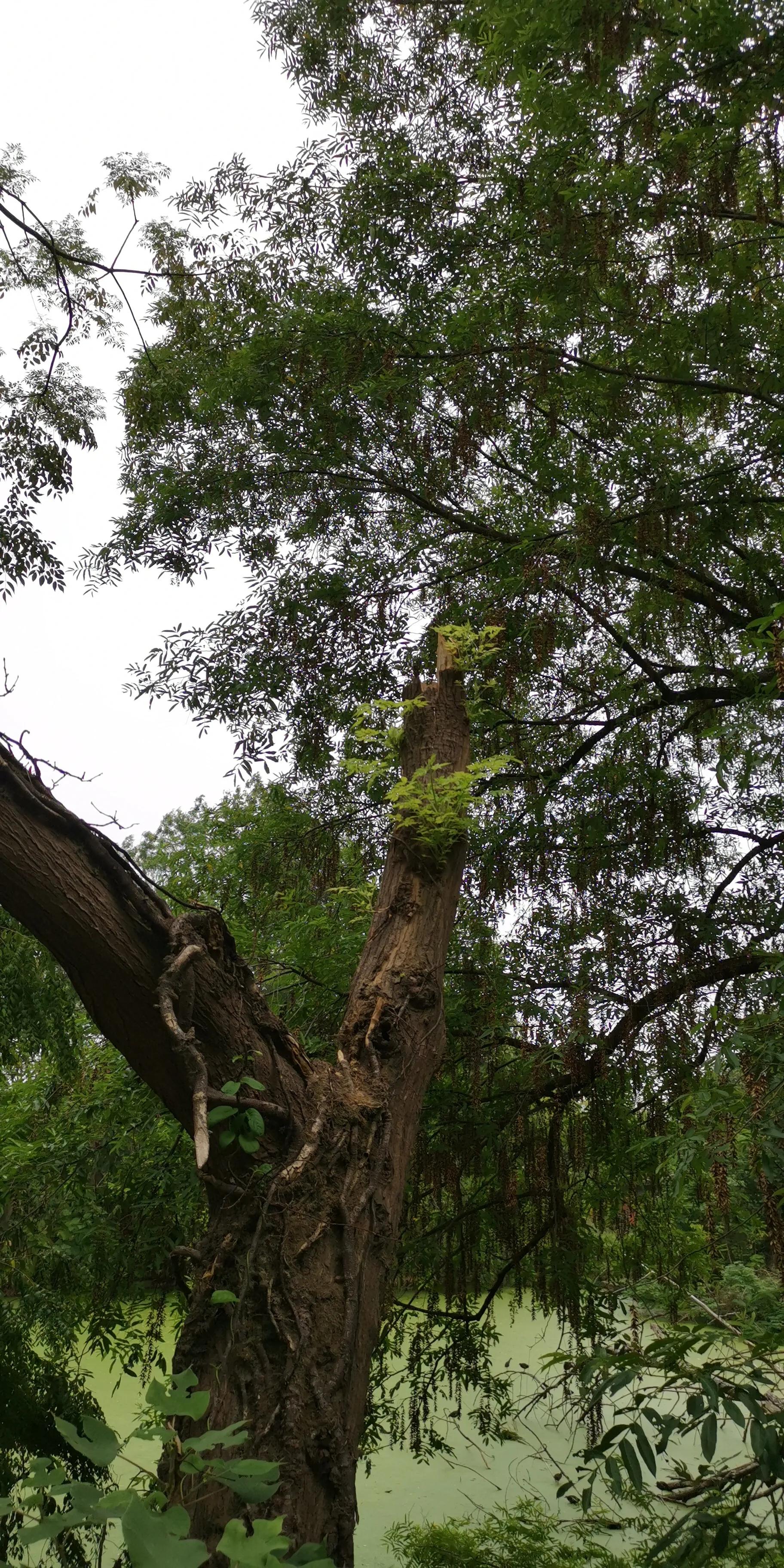 越南传说中的巨大蟒蛇现身,超级巨蟒传说