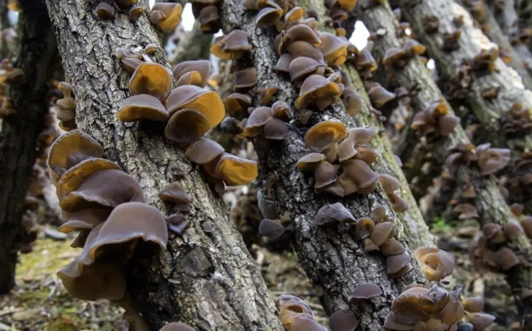 四川广元最好的特产,广元特产有哪些值得带