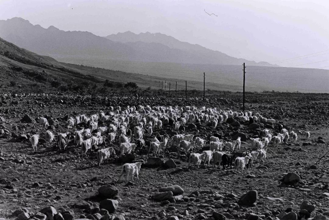 宁夏手把羊肉的正宗做法,宁夏红焖羊肉视频完整版