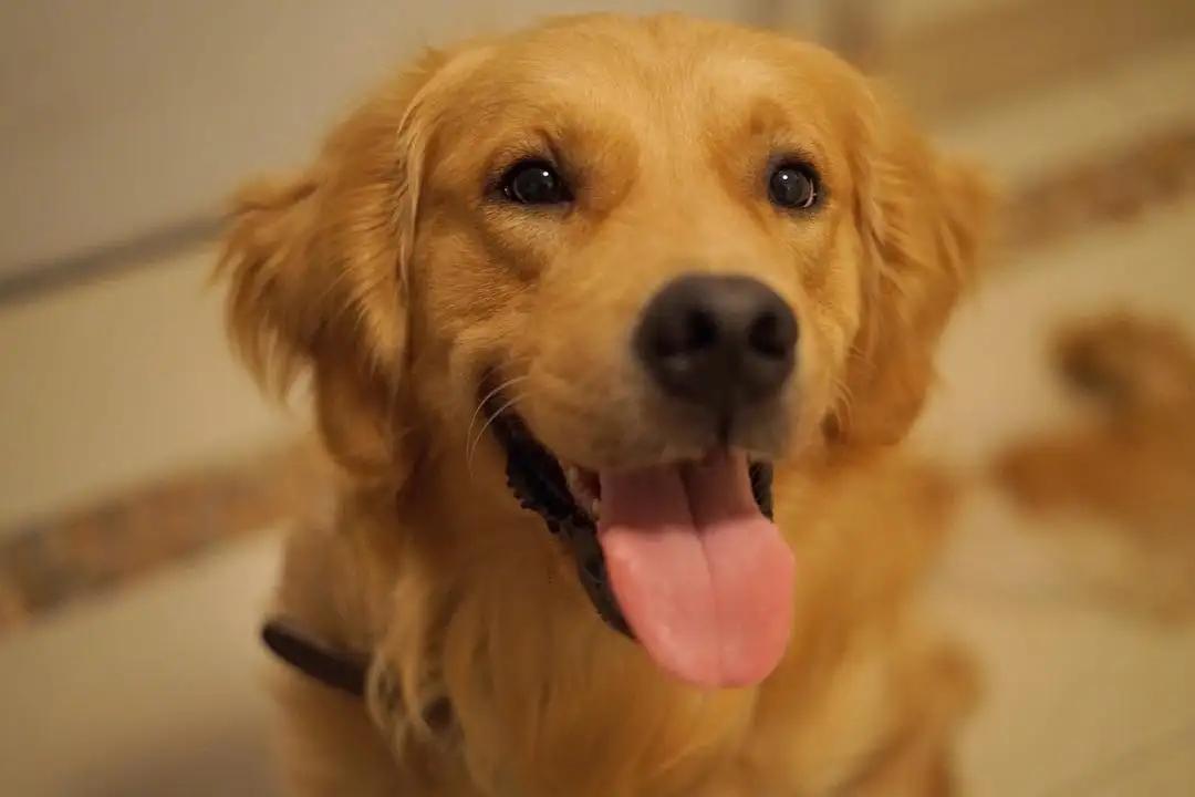 养狗不咬人的5大忌,金毛狗可以多久不吃不喝