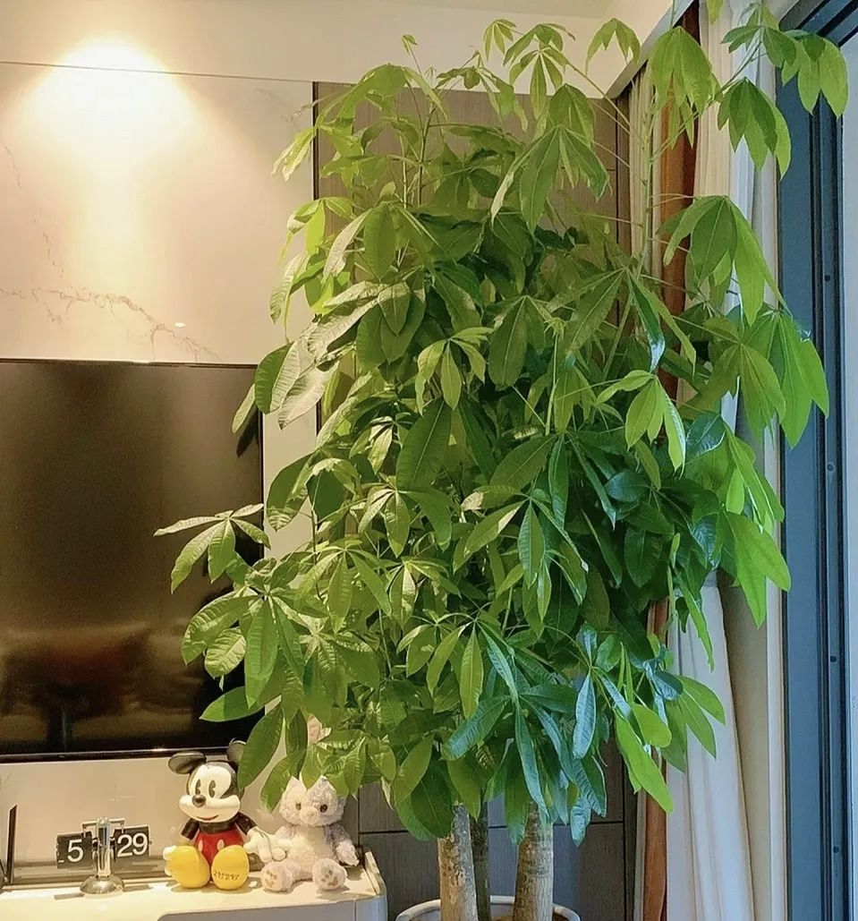 室内养什么好养又吸甲醛,室内养什么绿植吸收甲醛量最高