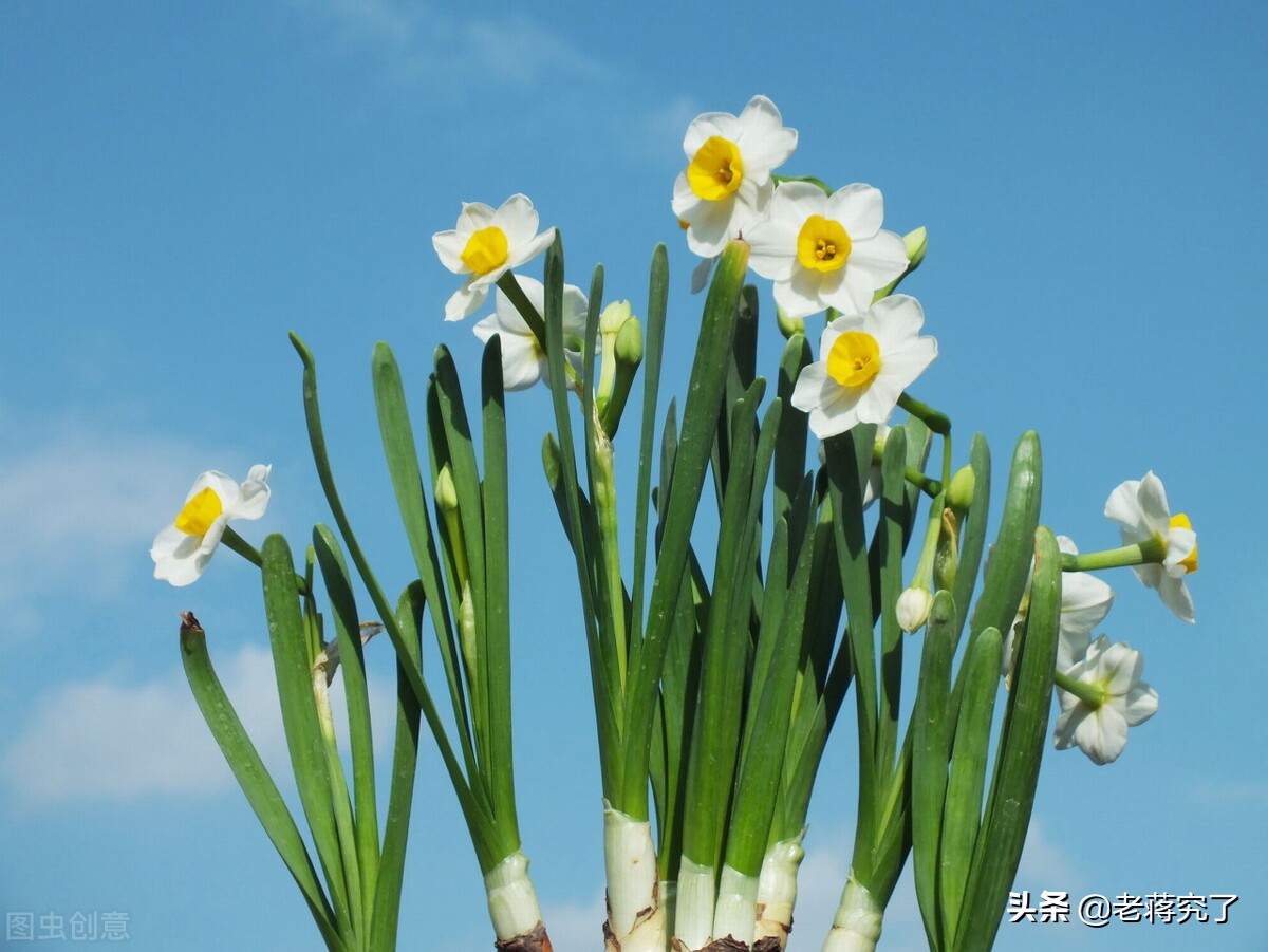 水仙枯萎怎么处理,水仙凋谢如何处理