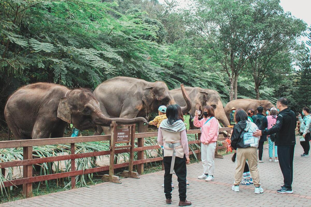 去云南旅游有消费陷阱吗,云南旅游报了低价团怎么不掉坑
