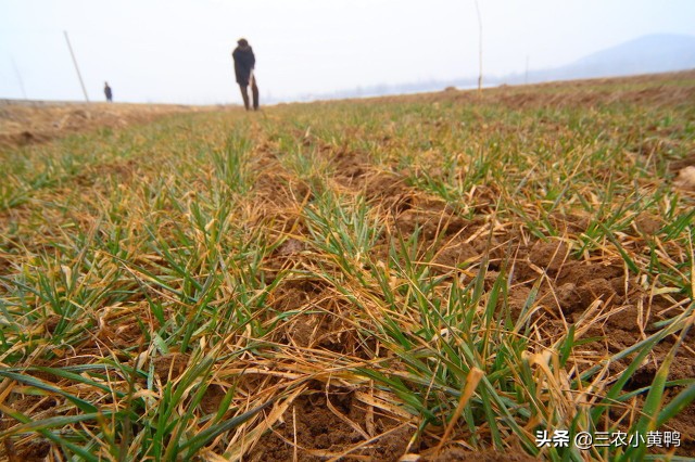 今天十一月初一,俗语“穷人莫着急,只看冬月三个一”,啥意思?