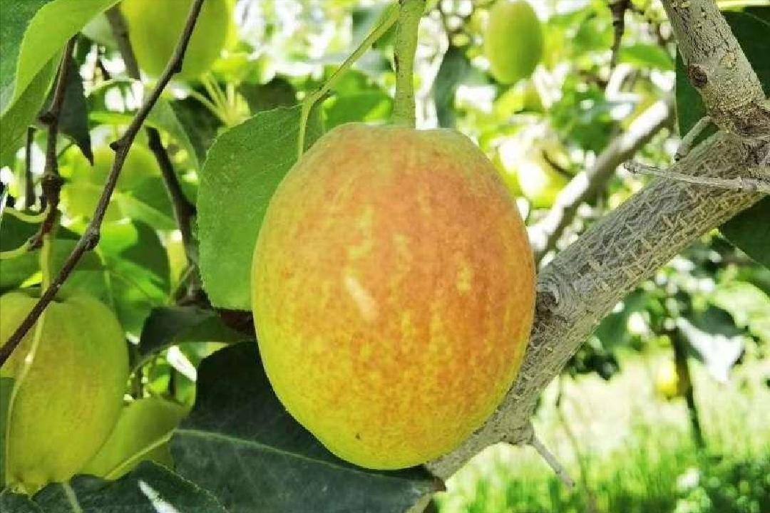 中国水果第一大省是哪个,广西跟山东哪个省水果种类多