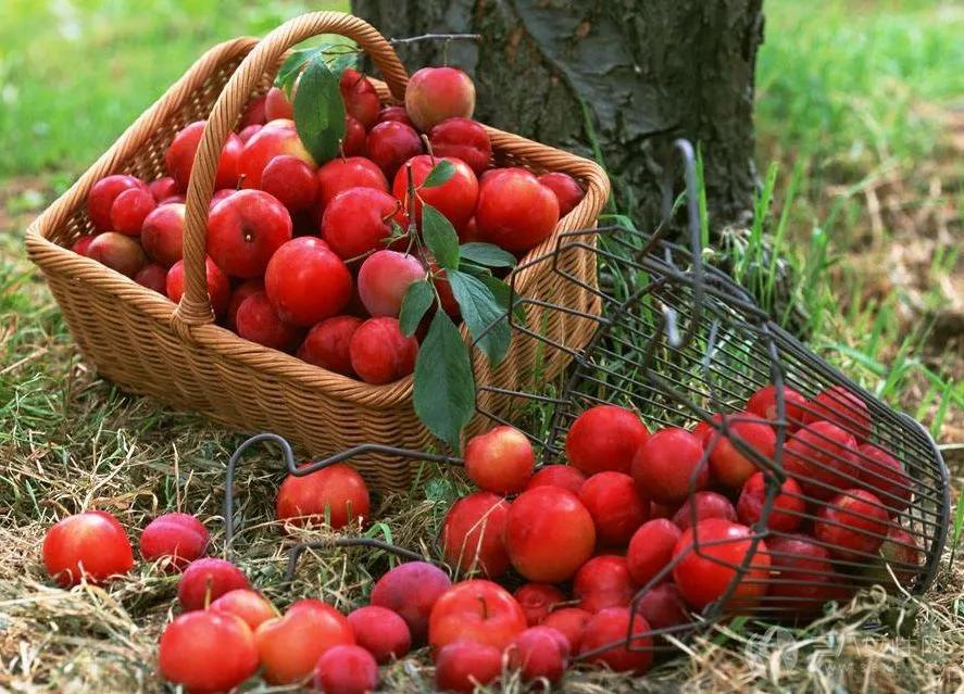 这些不起眼的小生意也能发大财！农村创业的五大黄金领域