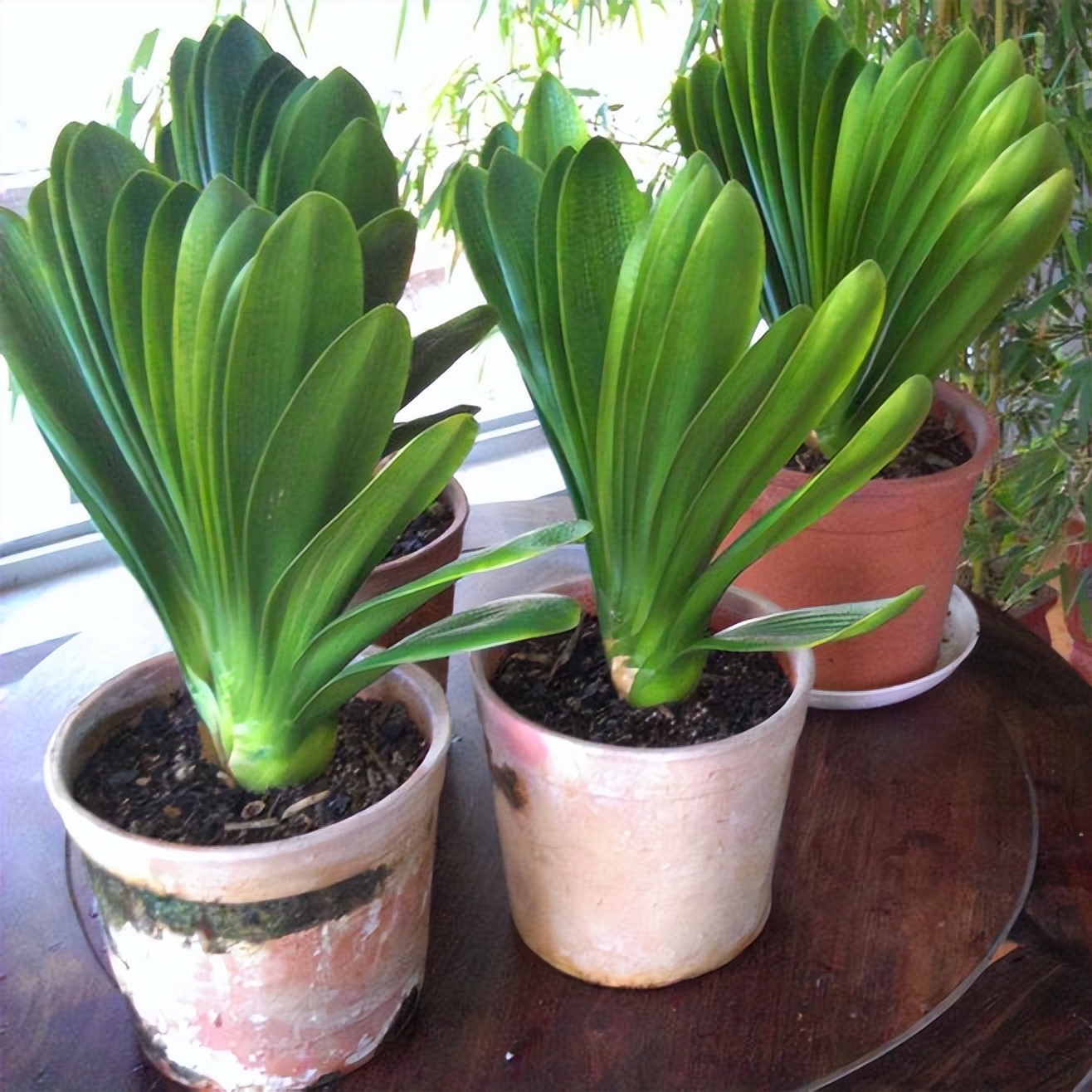 君子兰怎么摆放叶子不会长歪视频,君子兰在东阳台和南阳台正确摆放