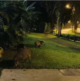 新加坡必须知道的十件事,到了新加坡才知道的事