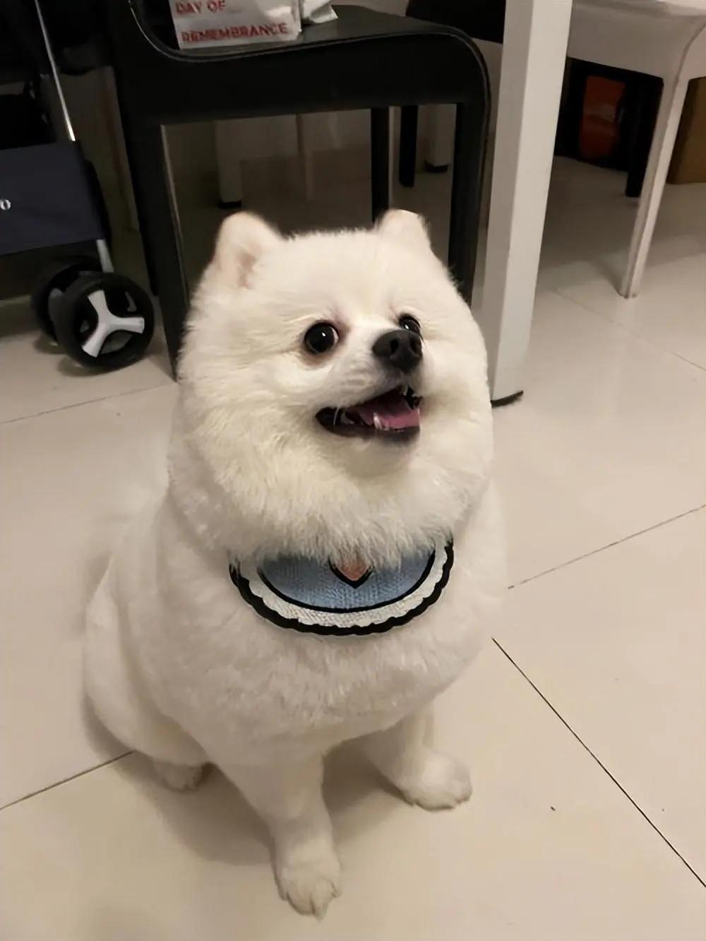 现在的狗狗有多幸福,盘点那些幸福的狗狗