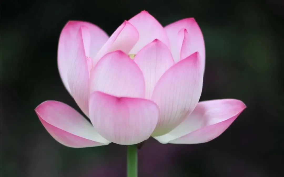 第八单元习作那次玩得真高兴300字,三年级作文我那次玩得真高兴300字