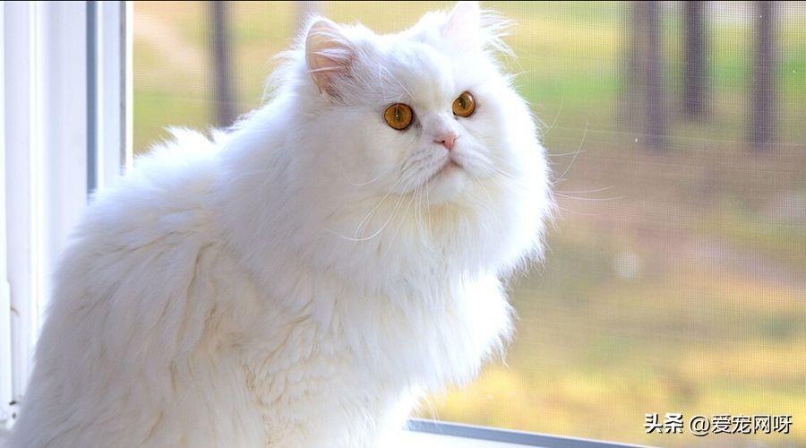 猫咪品种大全及图片,猫咪品种大全视频