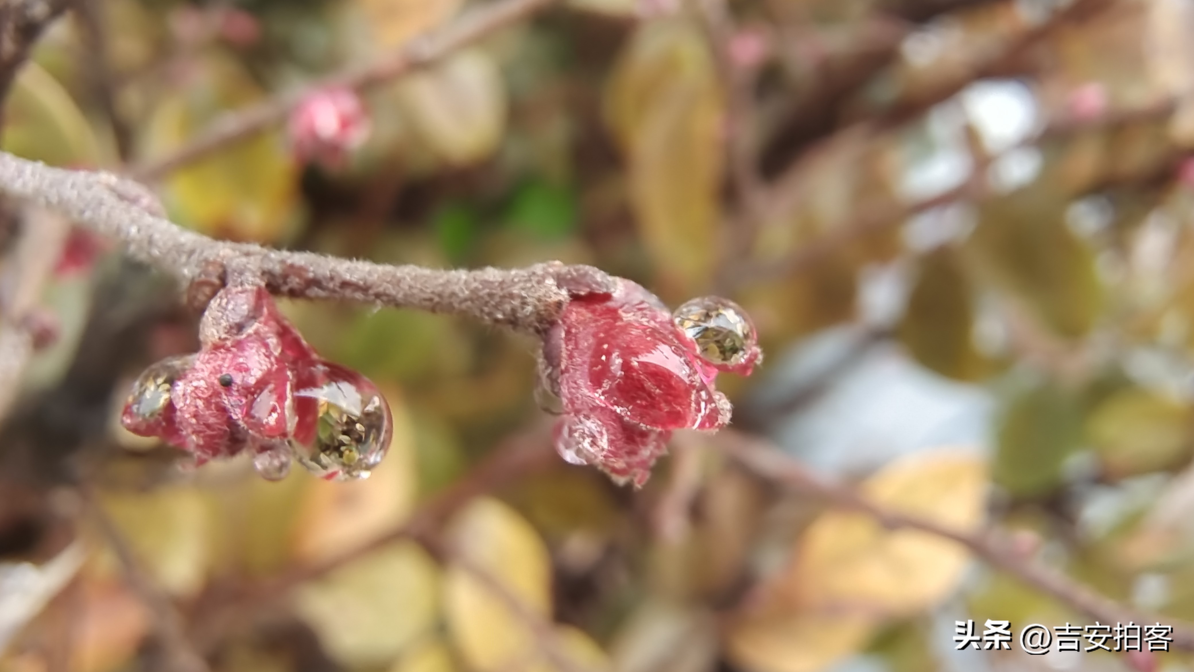 春雨滋润下的红花檵木
