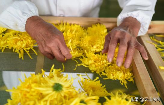 菊花茶分哪几种夏天喝哪种更好,夏天喝冬瓜茶好还是喝菊花茶好