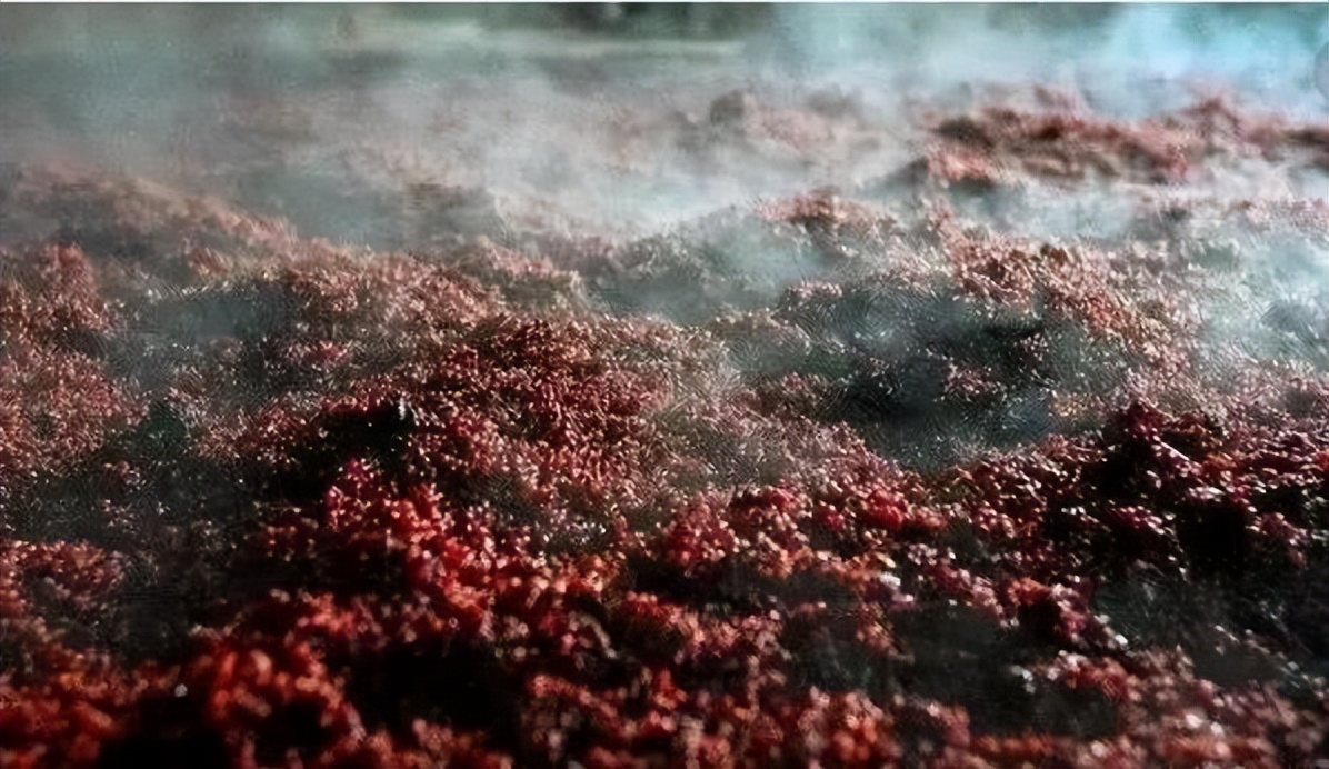 100斤粮食酿酒出酒率,100斤稻谷出27斤52度白酒