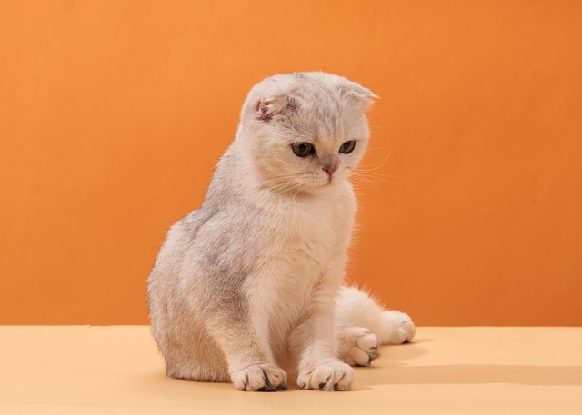 东方短毛猫红重点色贵吗,宠物猫品类大全