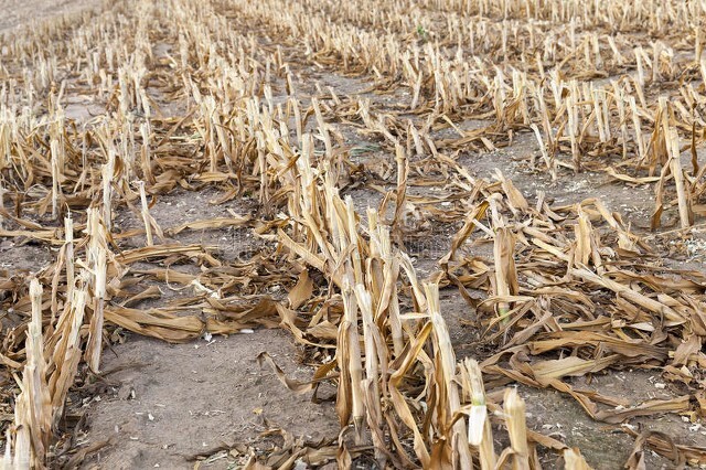 玉米秆叶可以直接喂羊吗,玉米杆可以喂羊吗