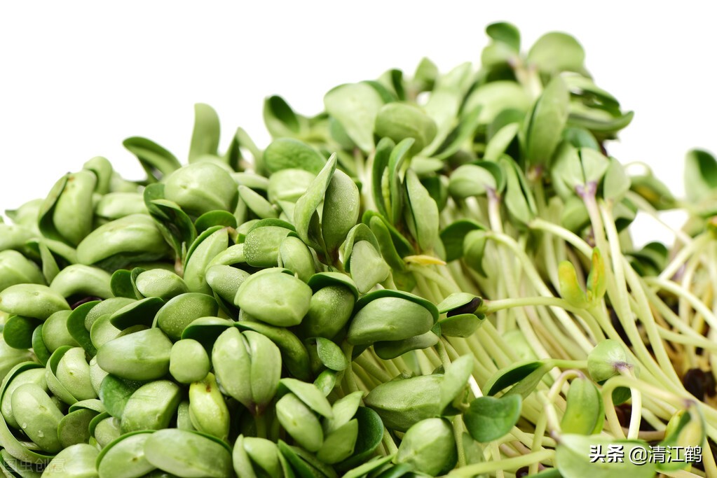 做豆腐和生豆芽哪个更赚钱,豆芽高产的秘诀