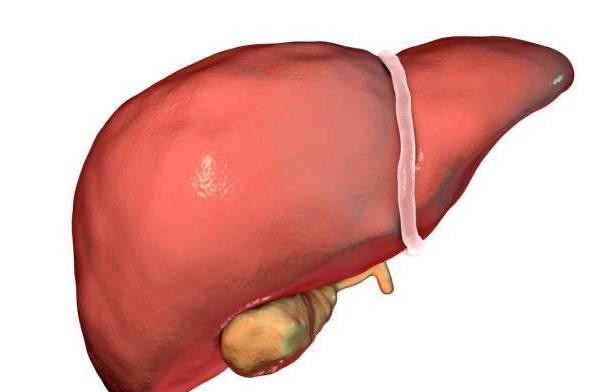 经常放屁多是肝不好帮你揪出原因,经常放屁与肝不好有关吗