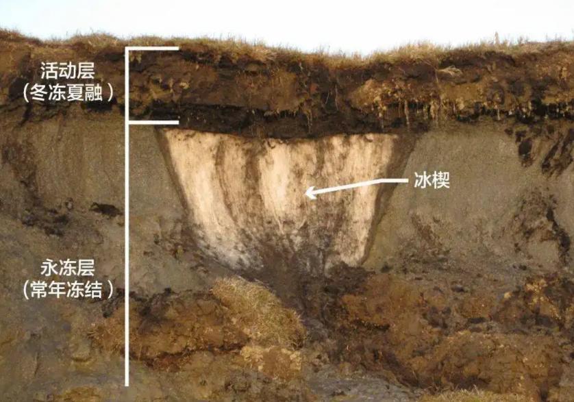 沉睡多年病毒再次复苏,潘多拉病毒真的复活了吗