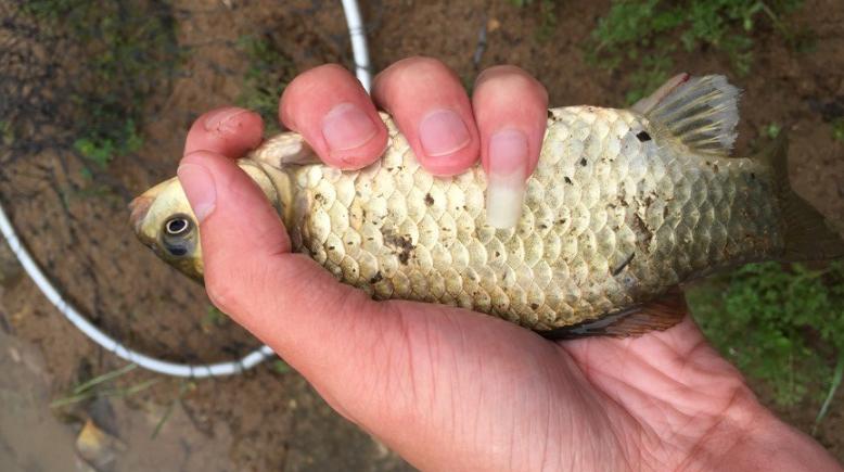 不用称钩重跟饵重的调漂方法,调二钓二中如何考虑钩重和饵重