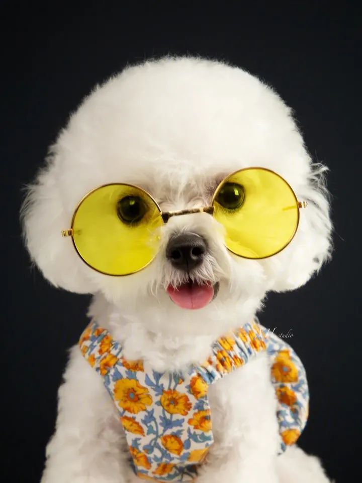 养狗狗新手怎么上厕所,新手大量养狗入门必备攻略