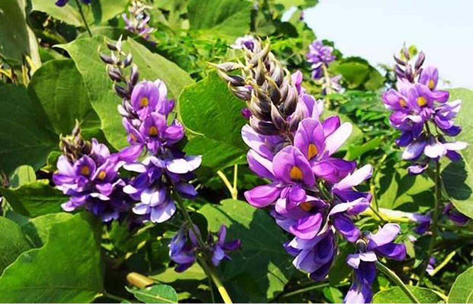 葛根在美国有多厉害,美国花50亿清理葛根