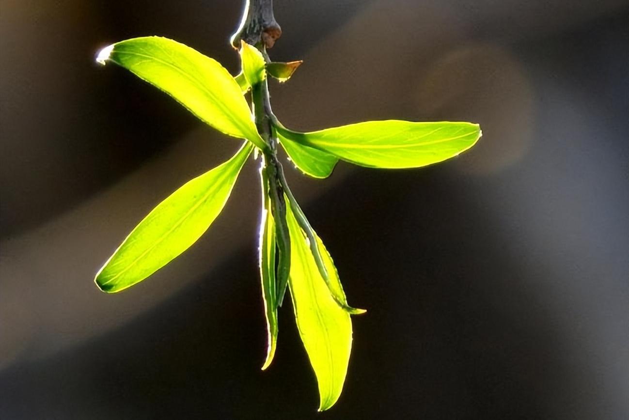 咏柳贺知章如何讲解这首诗,咏柳贺知章的经典语录