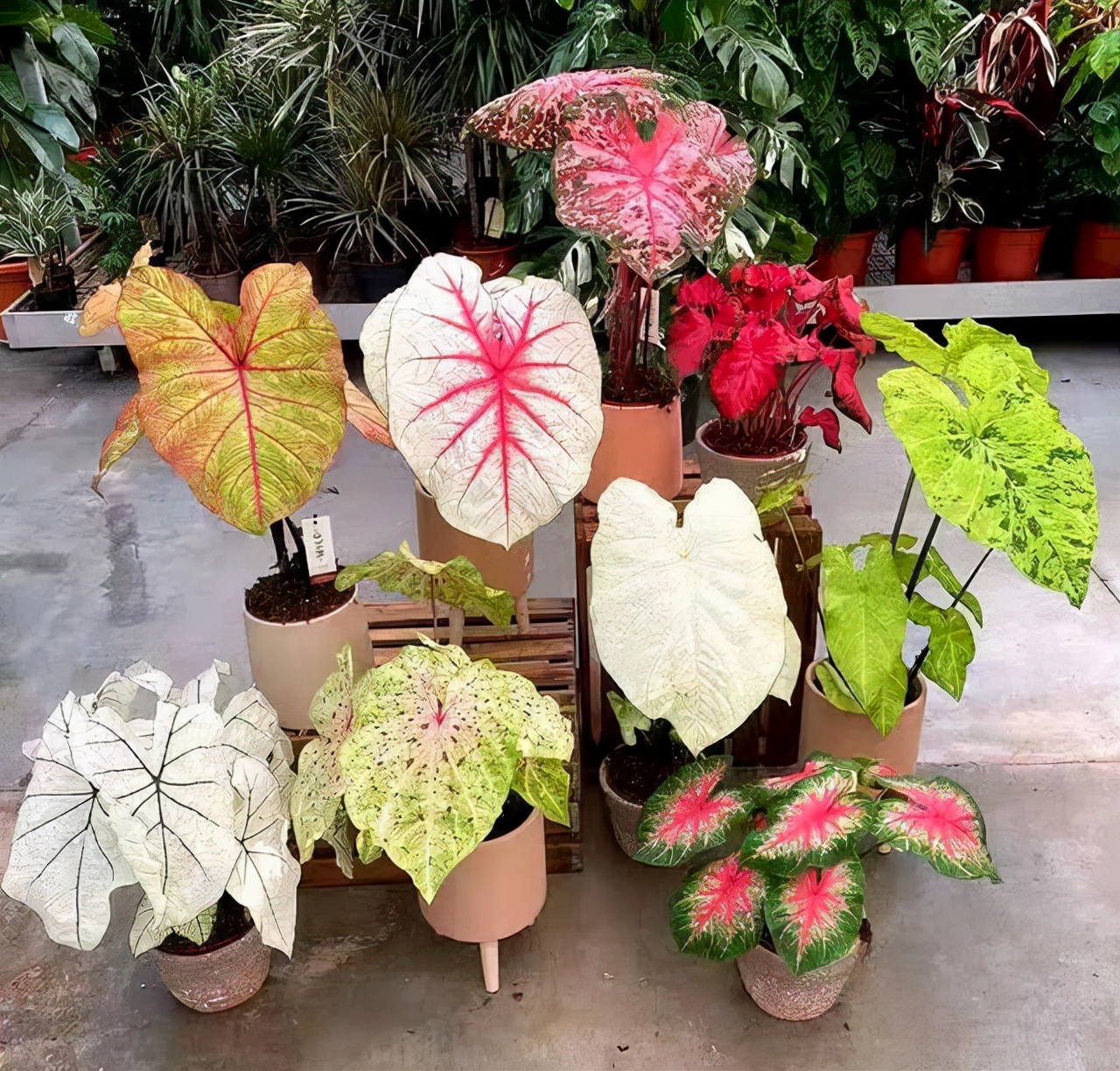 家里光照不足养的花,家里光照不足养什么植物