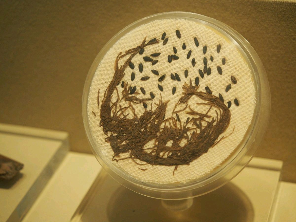 中国5000年的五谷文明，与“胡番洋”外来作物做对比，谁更胜一筹