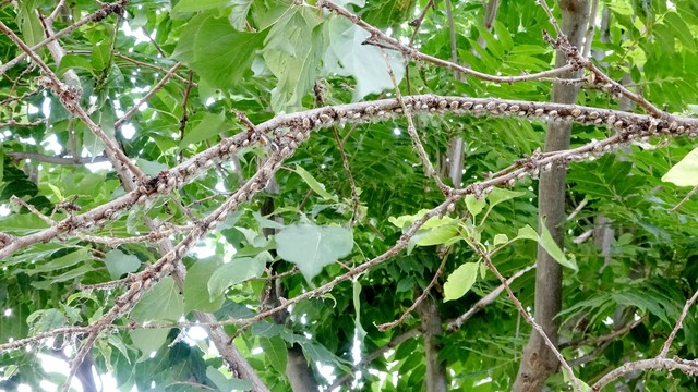 蚧壳虫最简单有效的防治方法,防治蚧壳虫最有效的办法