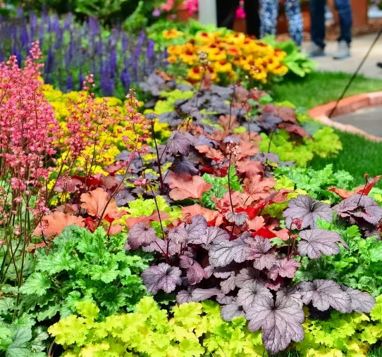 花园适合种的植物,在花园种植哪些植物比较适合