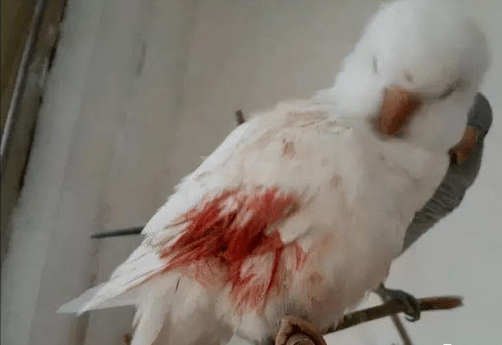 鹦鹉翅膀受伤了多久才能恢复,鹦鹉严重外伤怎么治疗最好