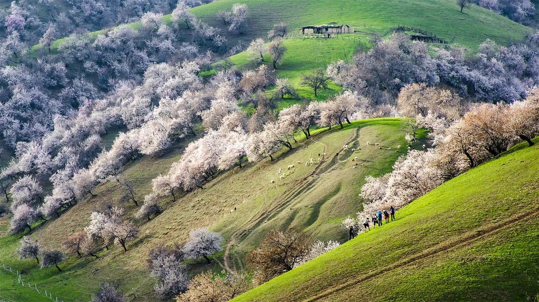 四月新疆伊犁草原,新疆伊犁野杏花最美人间四月天