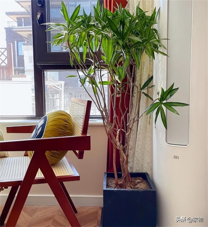 客厅放绿植好养吗,客厅放绿植有什么忌讳