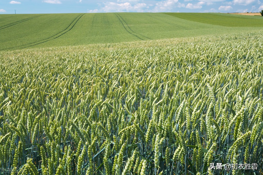 夏日田园风光的诗100首,初夏田园风光的诗句