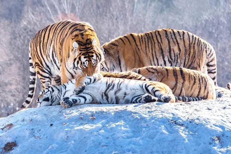 最大的五爪金龙蜥蜴,五爪金龙巨蜥蜴