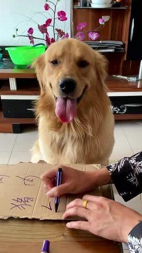 比特犬到底有多厉害,比特犬为什么是恶犬