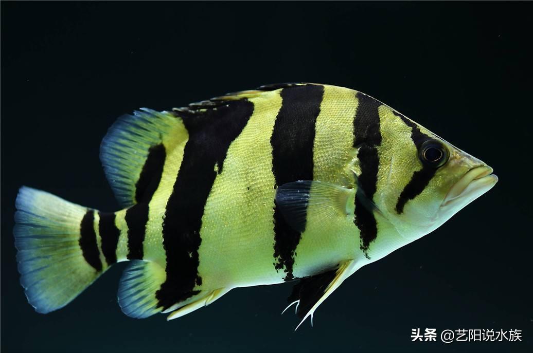 纯泰虎和虎鱼的区别,印尼虎鱼跟泰虎的区别在哪