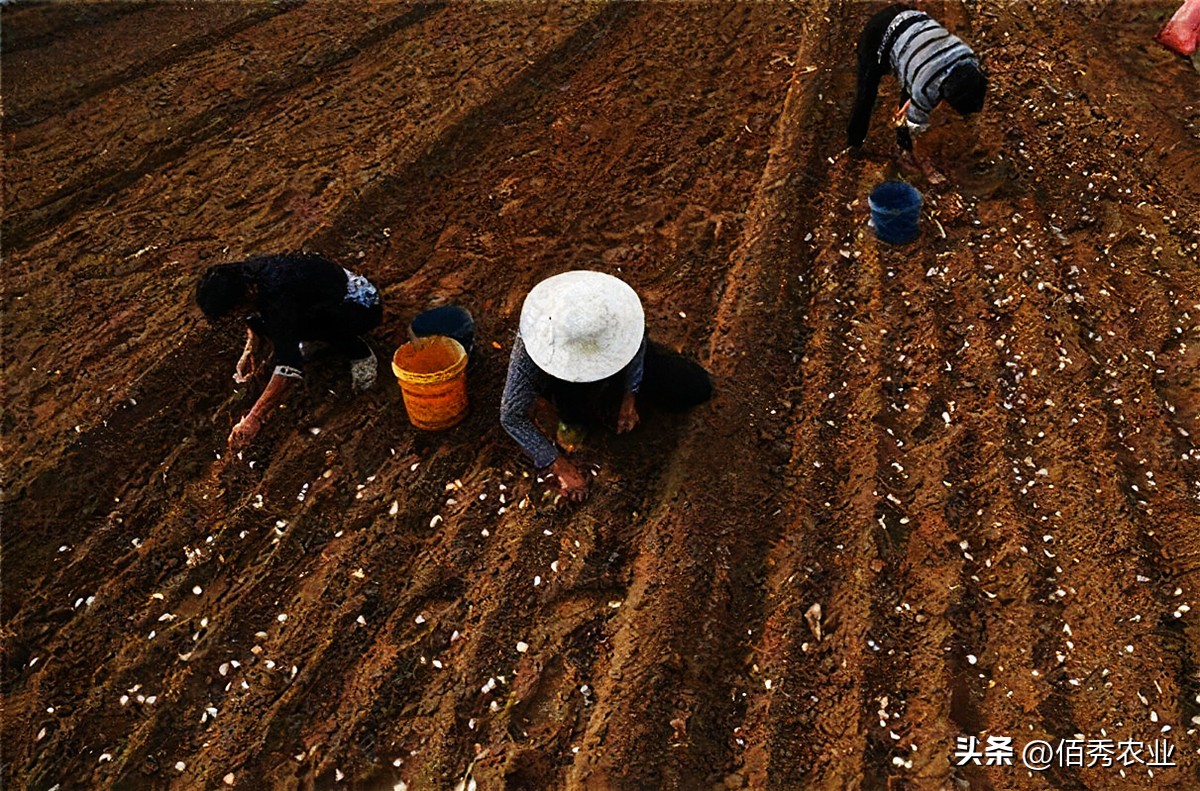 大蒜出苗后能用乙氧氟草醚除草吗,大蒜种植方法什么时候打药