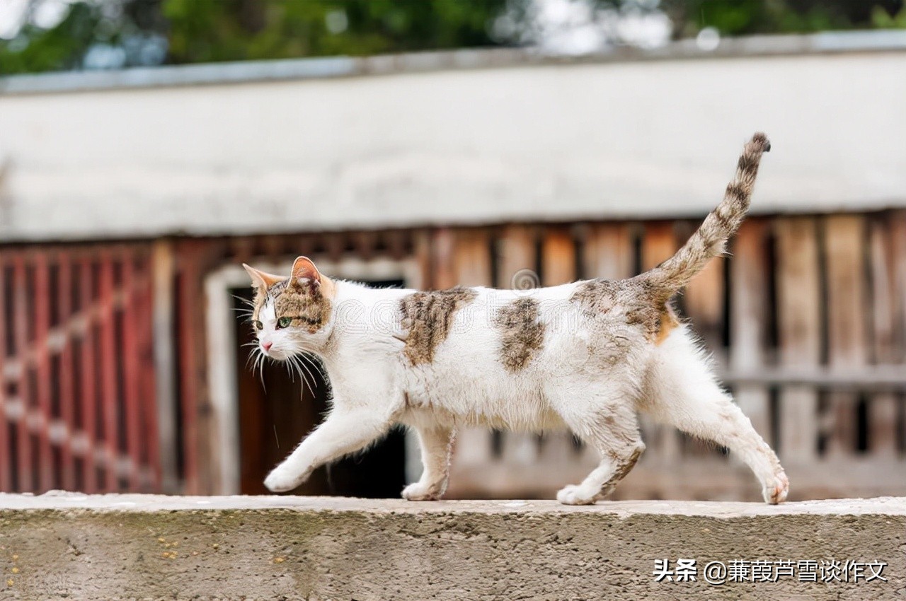 从两篇《猫》谈起——阿宝老师的“作文经”（一四五）