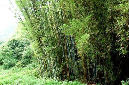 非遗课程——古法造纸的奥秘