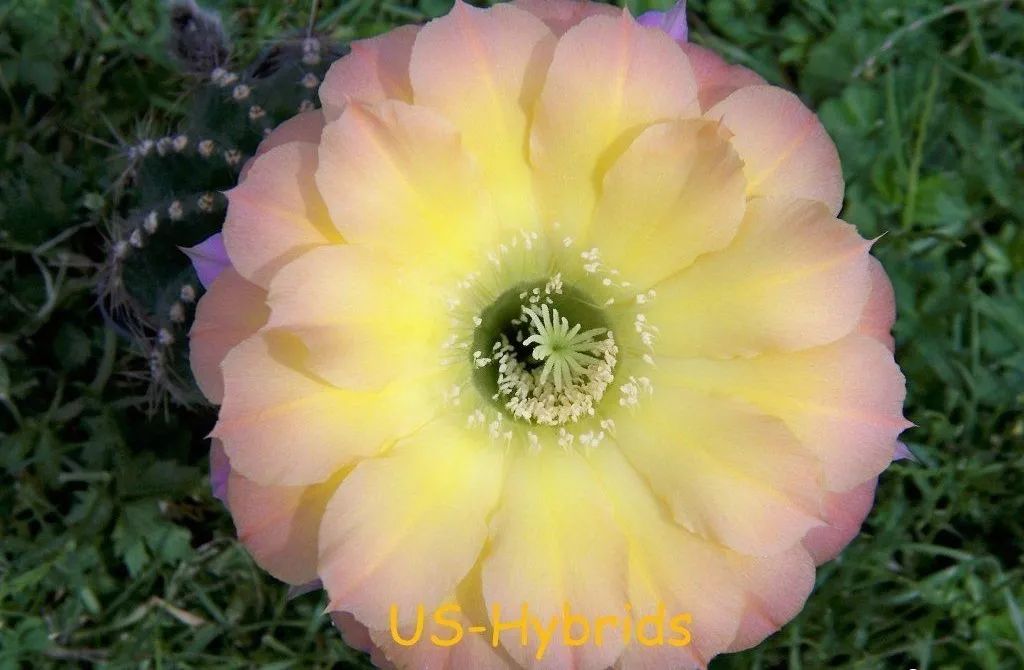 200种·仙人球开花图鉴，大开眼界，美到爆