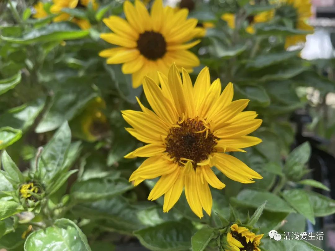 景德镇雕塑瓷厂一条街图片,景德镇雕塑瓷厂集市