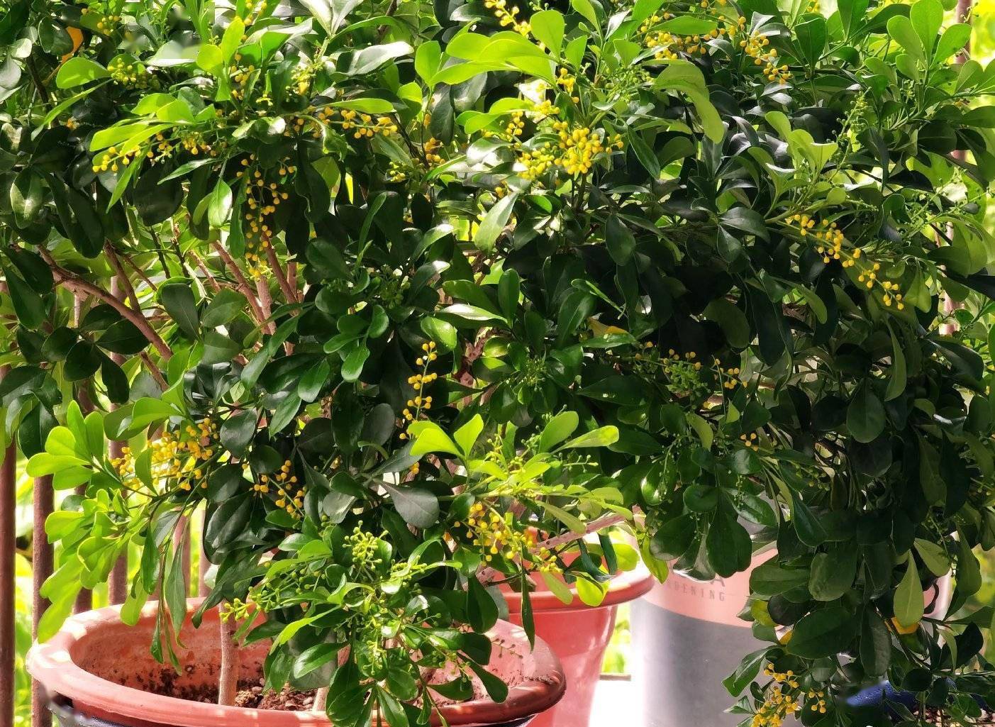 卧室净化空气有香味的植物,在卧室可以养的花好看香好养